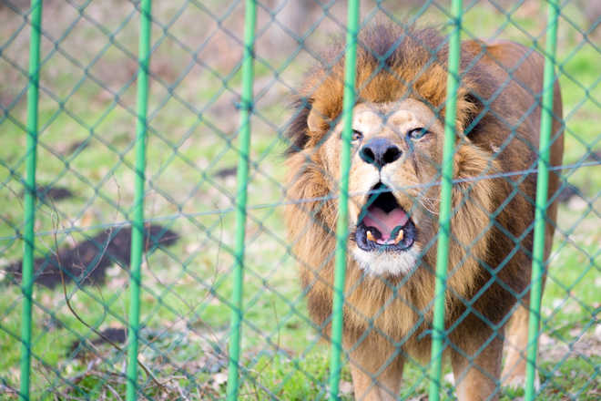Lions in Hyderabad zoo test COVID-19 positive; samples examined by CCMB