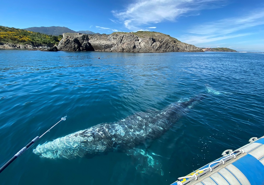 Lost in the Mediterranean, a starving grey whale must find his way home soon