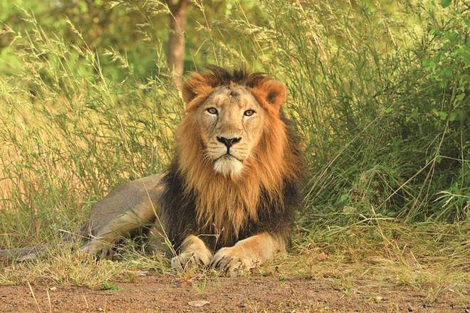 Lion at Etawah Safari Park tests COVID positive