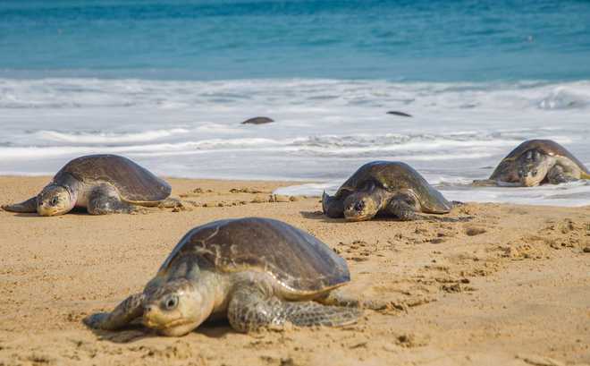 1.48 crore Olive Ridley turtles born in Odisha's Gahirmatha beach