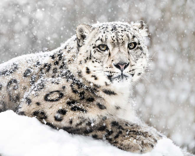 Over 70% snow leopard habitat remains unexplored: WWF