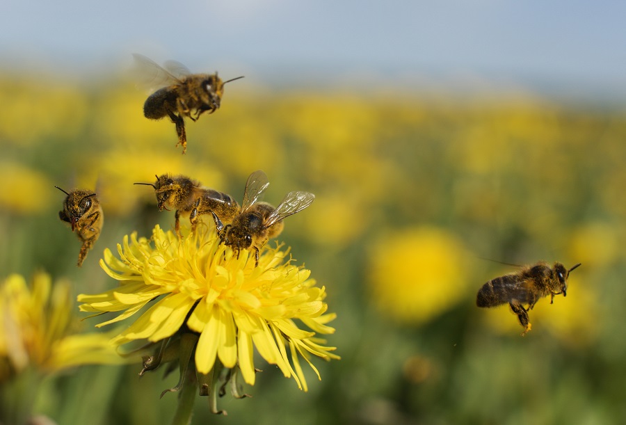 Bees in the Netherlands trained to detect COVID-19 infections