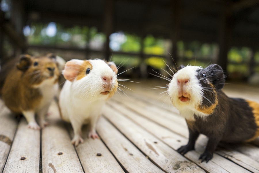 New DNA vaccine for COVID-19 effective in mice, hamsters
