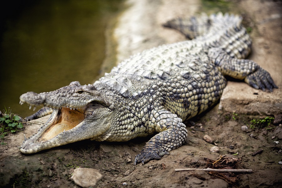 New crocodile species found in Australia