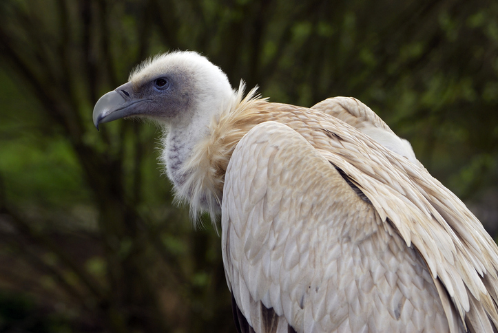 Rare sighting of rescued Himalayan Griffon Vulture thrills Maha bird ...
