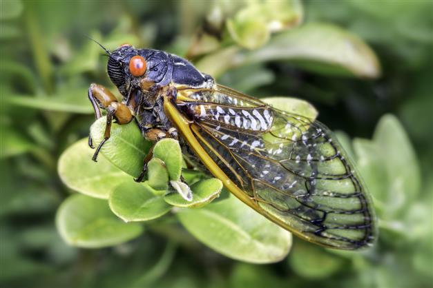 US awaits chorus of huge, 17-year cicada hatch