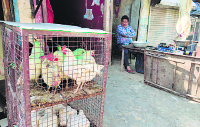 No curbs for poultry, meat shops in Mohali