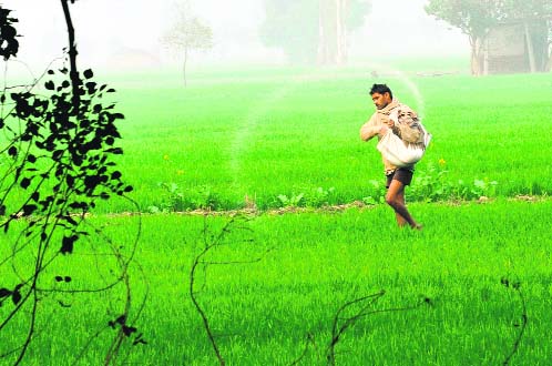 Fertiliser prices zoom, input cost to go up in Punjab