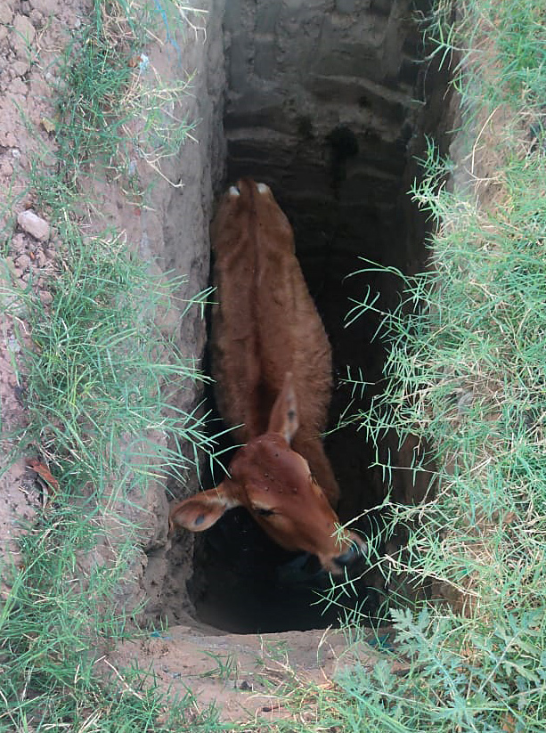 Protesting farmers rescue calf from 10-foot pit in Chandigarh