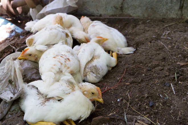 Bird flu no scare for chicken lovers