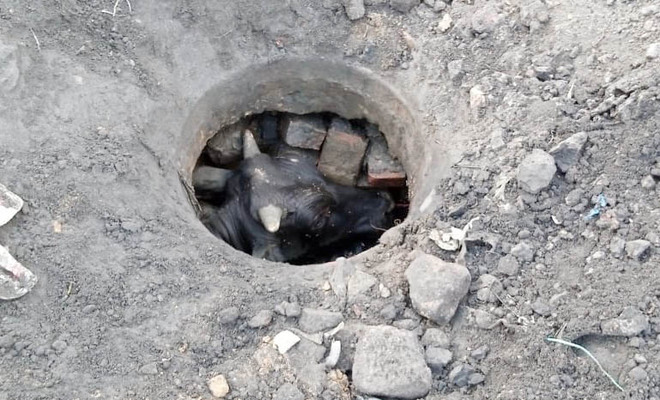 Stray bull falls into open manhole at Giaspura, rescued by MC staff