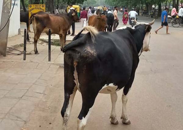 Stray cattle a menace on Ram Darbar roads in Chandigarh