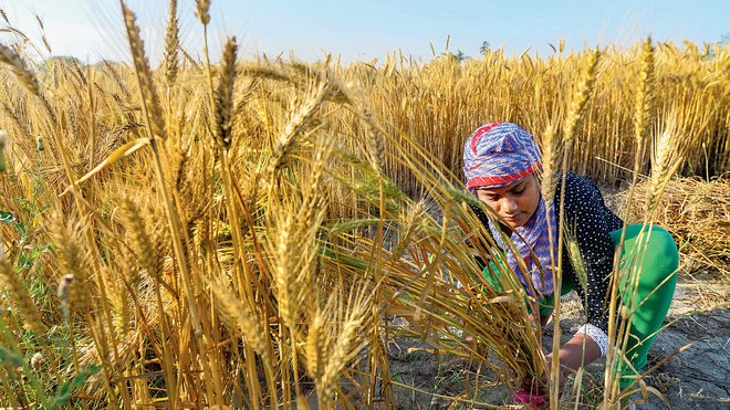 Farm credit stagnant in Punjab for 3 yrs