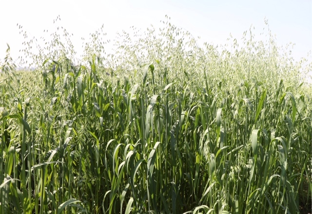Experts share tips on year-round production of green fodder