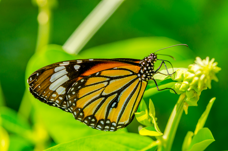 ‘Butterflies play vital role in ecosystem’