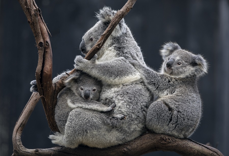 Australia lists koala as an endangered species across most of its