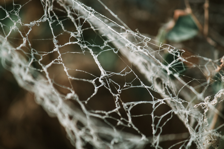 Vegan spider silk a sustainable alternative to single-use plastics?