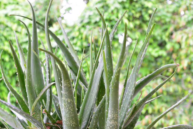 Aloe vera chemical may be of use in memory chips: IIT Indore study