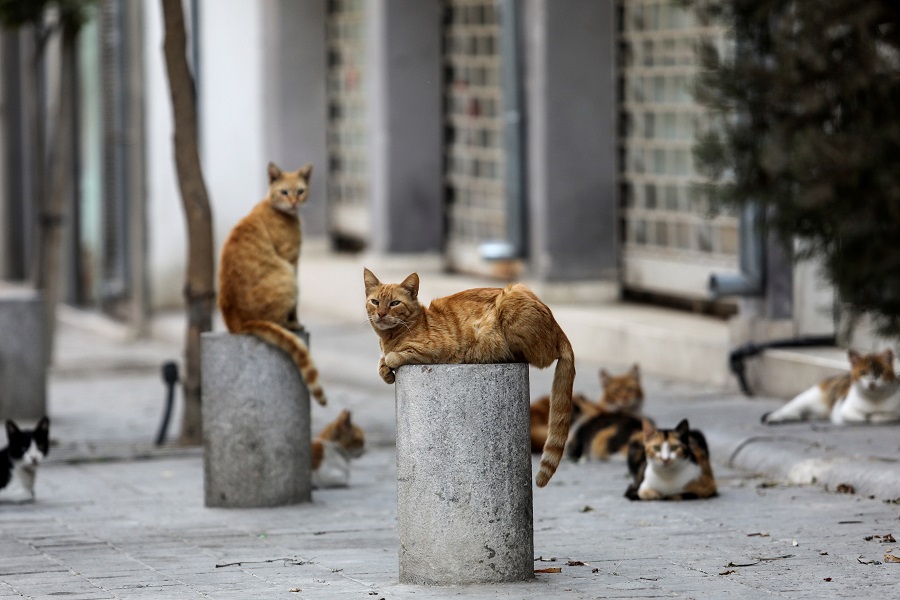 Despite ancient cat connections, Cyprus is swamped with strays