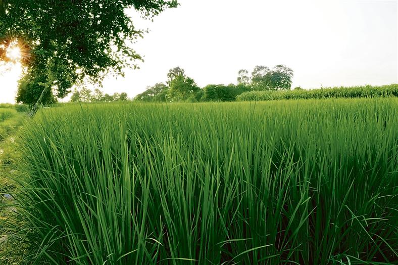 Short-duration paddy varieties can turn the tide