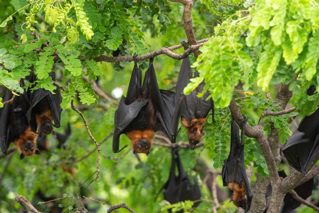 Chinese researchers find batch of new coronaviruses in bats: Report
