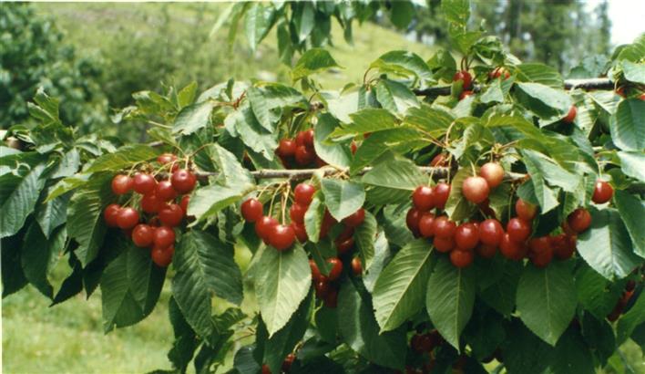 Pandemic turns blessing in disguise for Himachal cherry growers; here's why