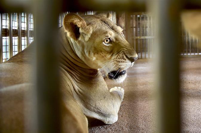 Lioness in Tamil Nadu zoo dies of coronavirus, 9 others infected