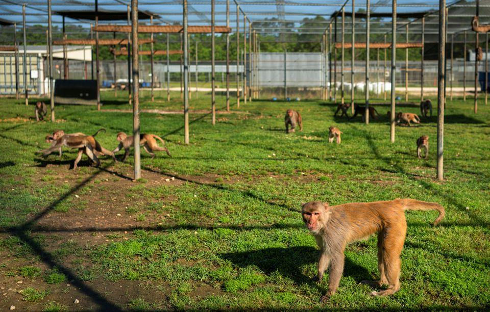 Primates are aiding the fight against COVID-19 in Louisiana