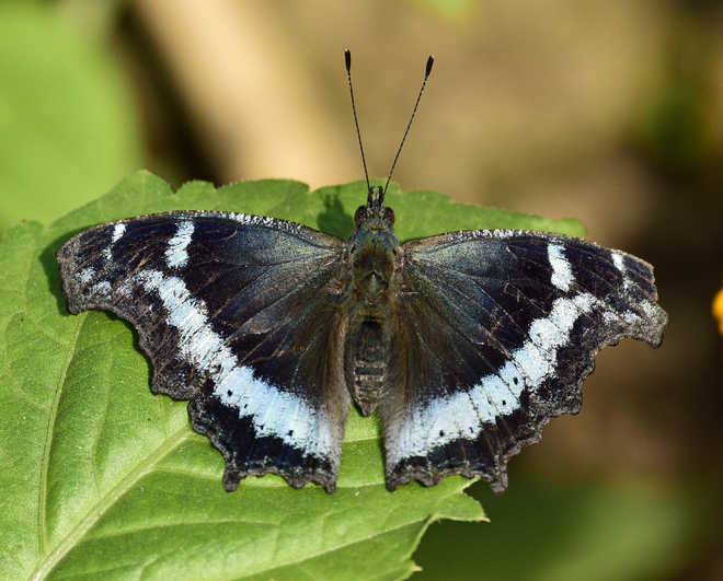Butterflies, moths have difficulty adjusting to changing climate: Study