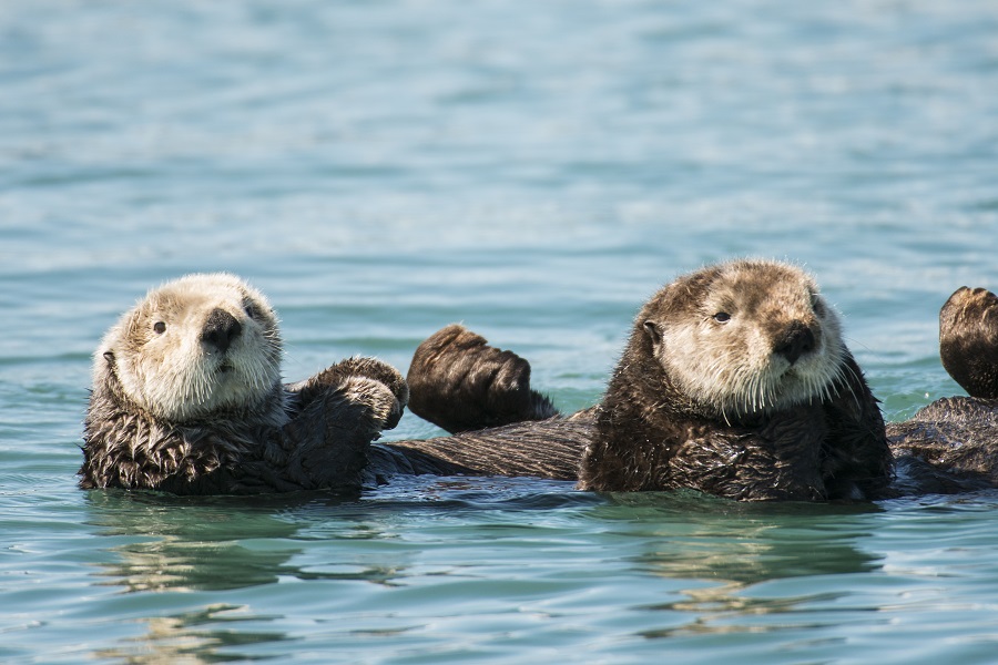 Off California, sea otters feast and play a part in climate change ...