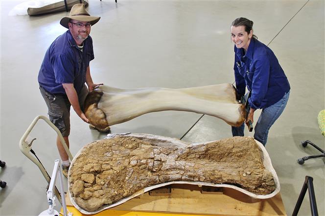 96 million-year-old plant-eating dinosaur species confirmed as largest found in Australia
