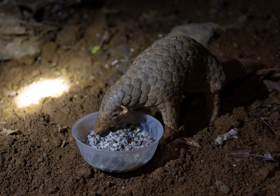 Saving the pangolin: One conservationist's lifetime mission