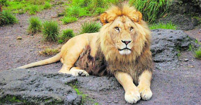 4 lions at Chennai's Arignar Anna Zoological Park found infected with delta variant of Covid