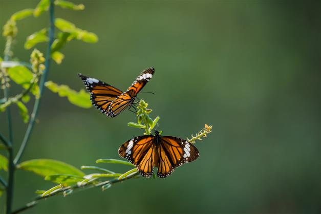 Butterflies at risk from excess nitrogen: Study