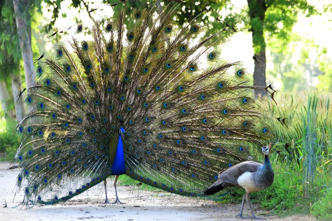 Peacock number dwindling in Panchkula mango orchard