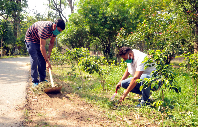 Amritsar civic body employees plant saplings