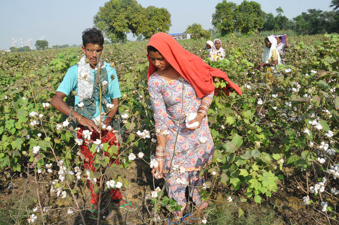Area under cotton up by 52,000 hectares
