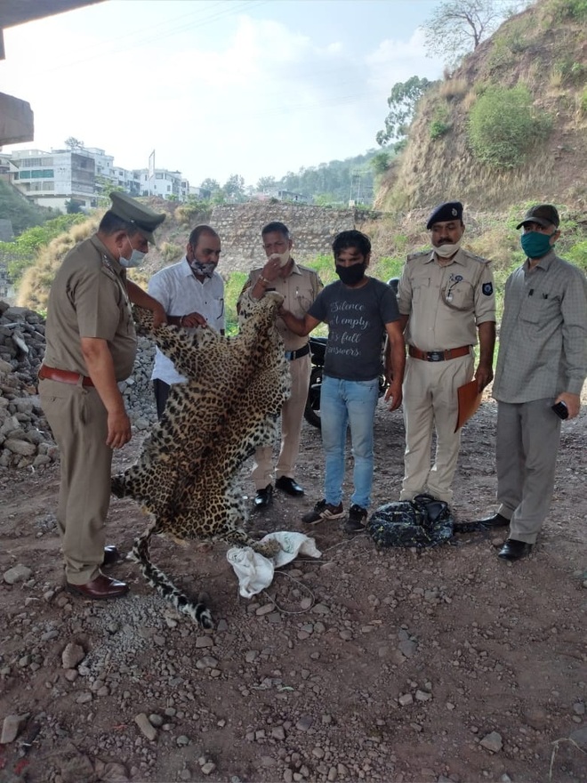 Leopard hide seized in Parwanoo; 1 held