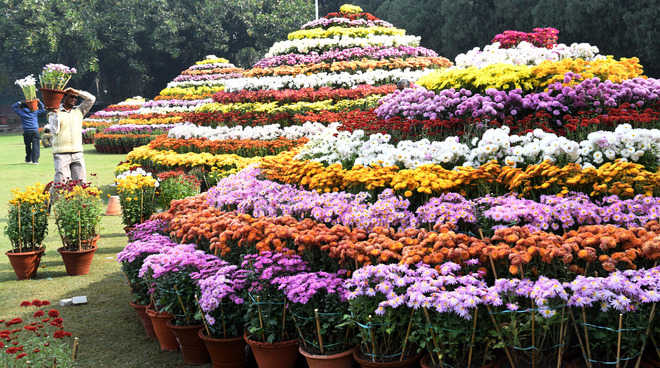 Chrysanthemum Show far off, but get ready, staff told