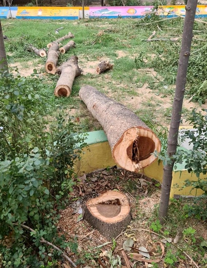 Govt school in Patiala village axes trees sans nod, complaint filed