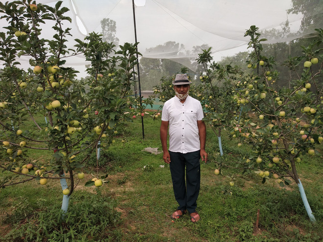 Kangra farmers grow low-chill apple varieties