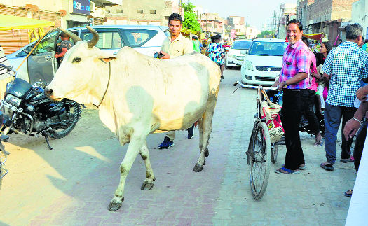 Ensure  treatment of  injured cows in districts: Haryana CM
