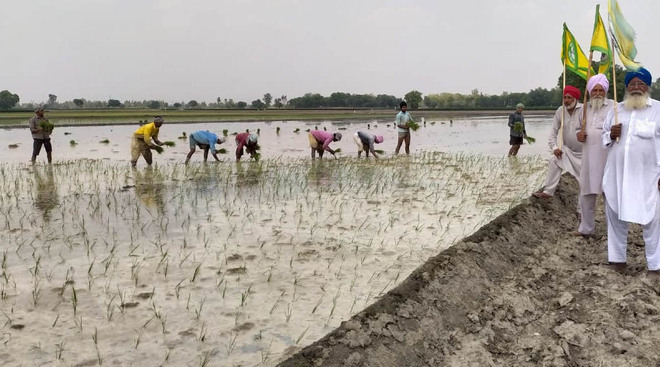 Fearing labour pangs, farmers plant paddy in advance in Mansa and Bathinda districts