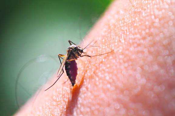 First case of Chikungunya after a gap of 2years; officials on toes