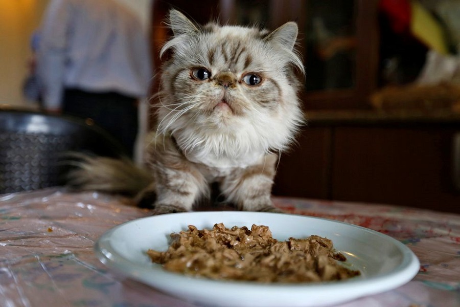 Pet food shortages leave owners on the hunt for kibble and cat treats