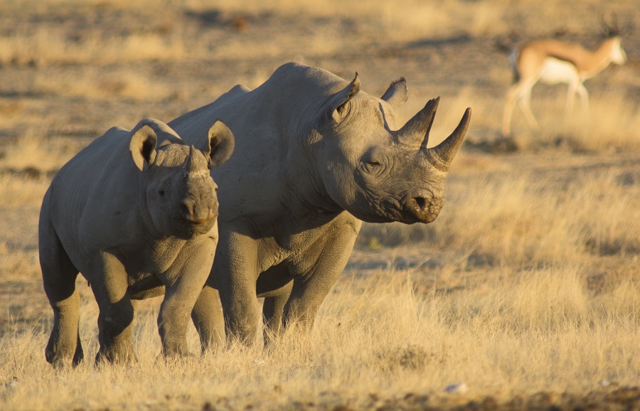 Zimbabwe reintroduces black rhinos to 2nd largest national park