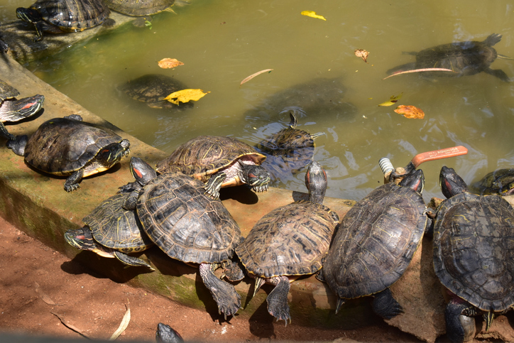 A pond where turtles thrive on devotion