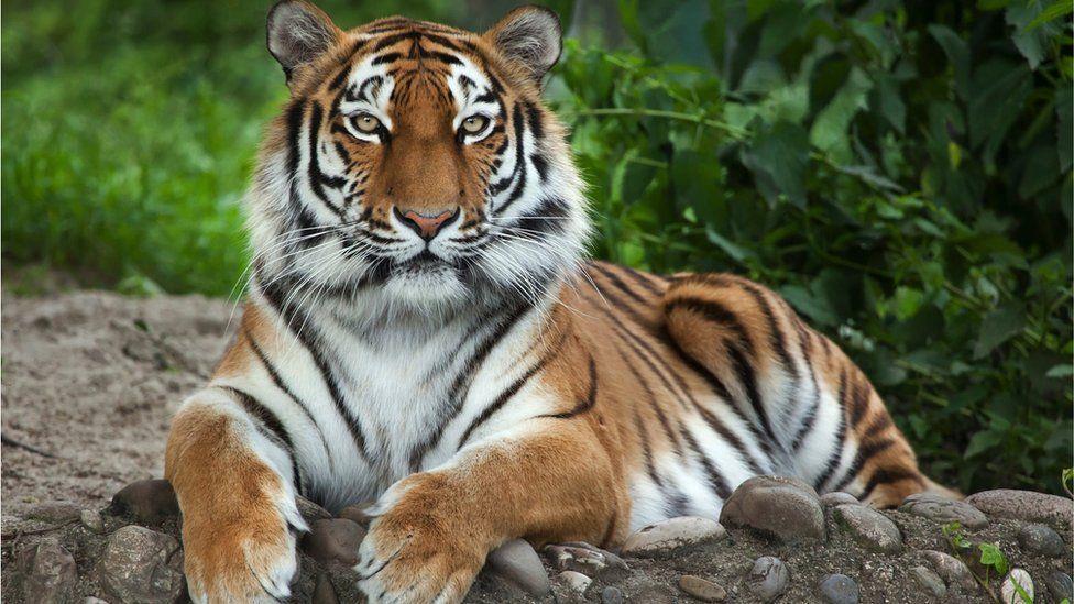 Amur tigers make 'remarkable' comeback in China