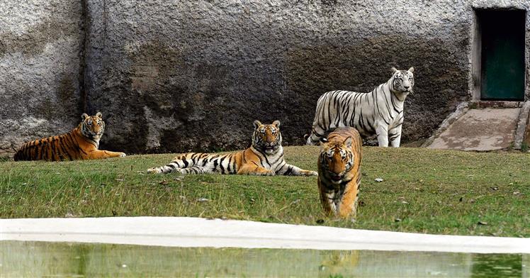 Chhatbir Zoo reopens from July 20