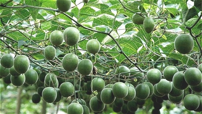 A first, monk fruit cultivation begins in Kullu